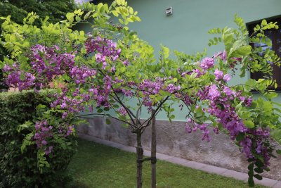 Robinia hispida var. Rosea - trnovník chloupkatý - celek v květu